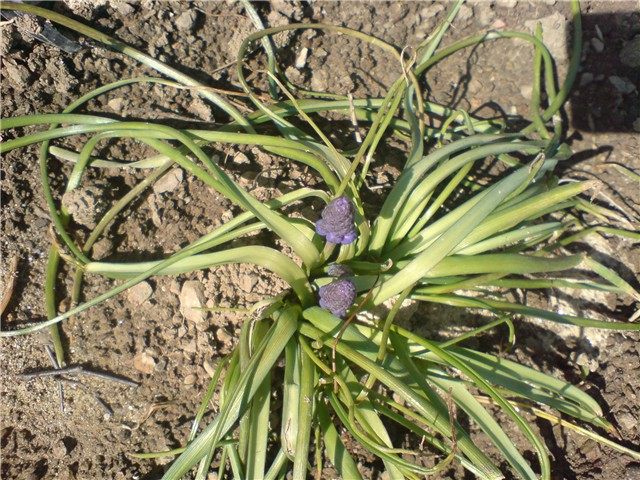 preslica