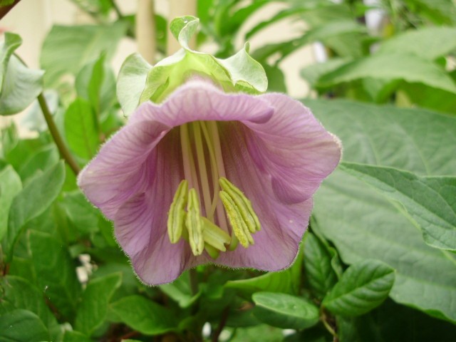 cobaea%20scandens